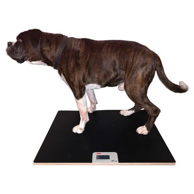 Ade MV304600 eläinvaaka 100kg Ade MV304600 eläinvaaka 100kg